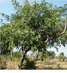 Image result for Cassia sieberiana