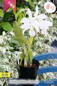 Ã‚«ãƒˆãƒ¬ã‚¢ã‚’ä»£è¡¨ã™ã‚‹åŽŸç¨®ã‚«ãƒˆãƒ¬ã‚¢ C Labiata F Amoena ÅŽŸç¨® Ã‚«ãƒˆãƒ¬ã‚¢ Ãƒ©ãƒ“ã‚¢ã‚¿ Ãƒ•ã‚©ãƒ¼ãƒž Ã‚¢ãƒ¢ã‚¨ãƒŠ Ã‚«ãƒˆãƒ¬ã‚¢ Cattleya Alba (linden & rodigas) f.barros cattleya labiata f. ã‚«ãƒˆãƒ¬ã‚¢ c labiata f amoena