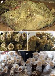 Sort by pure aquatic handmade dry landscape rock coral shaped stone dead rock. A Dead Coral Boulder Shipped As Live Rock Subject To Customs Download Scientific Diagram