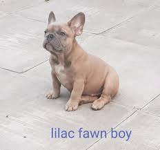 Breeding the finest akc registered french bulldog puppies in the country, 5 star rated by our customers. Male Kc Registered Lilac Fawn French Bulldog Quad Carrier Classified Items