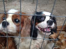 Maybe you would like to learn more about one of these? The People Have Spoken No More Puppy Mill Dogs In Pet Stores A Humane World