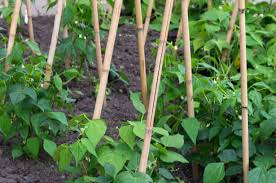 Quand Semer Les Haricots Verts Et D Autres Haricots Chaque Annee