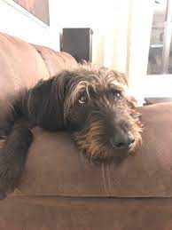 German wirehaired pointer x lab puppies available to go to their new homes on the 14th july. Buddy Our German Wirehaired Pointer Lab Mix Caninemajesty