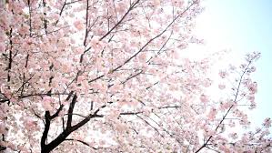 Resultado de imagem para sakura