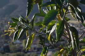 Image result for Nicotiana glauca