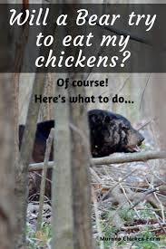 Check spelling or type a new query. How To Keep Bears Out Of The Chicken Coop Murano Chicken Farm