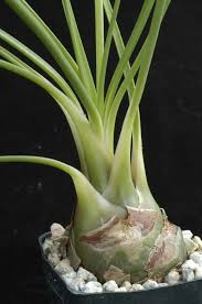 Image result for Secamone delagoensis