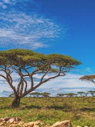 Image result for Acacia