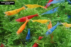 The guide will help you decide what kind of nano fish is best for your microsystem. 10 Tipps Fur Euer Nano Aquarium Garnelen Onlineshop
