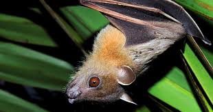 Bats usually contract rabies from another bat that is a carrier biting them, conditions in bat caves are crowded so the risk is high; Lab Notes Indian Bats May Be The New Carriers Of Rabies