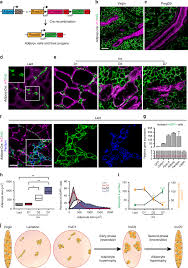 American communists call for more abortifacient pills, show leftist crazies. Adipocyte Hypertrophy And Lipid Dynamics Underlie Mammary Gland Remodeling After Lactation Nature Communications