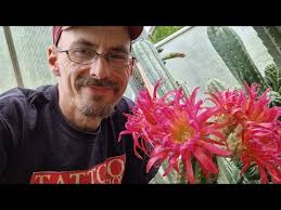 Cactus Jerk (Patrick Noll)