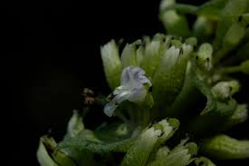 Image result for Platostoma montanum