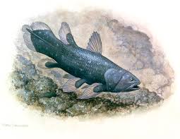 Scale markings reveal that this weird fish's lifespan is double what scientists first estimated. Artwork Of A Coelacanth Fish Photograph By Sally Bensusen Science Photo Library