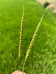 Image result for Ischaemum