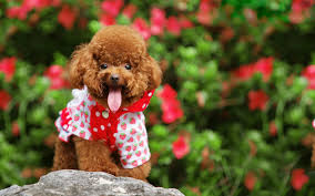 Name something new york city claims to have the very best of. Poodle Wallpaper