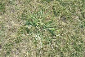 Jun 29, 2021 · applying sheep manure. Weed Control Tturf Co Nz