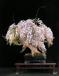 See more ideas about bonsai tree, ikebana, bonsai. Top 10 Flowering Bonsai Trees Bonsai Empire