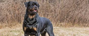 Some general tips that one can consider and follow if they are going to buy a puppy for the first time. Rottweiler Dog Breed Profile Petfinder