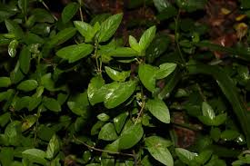 Image result for Dyschoriste nagchana