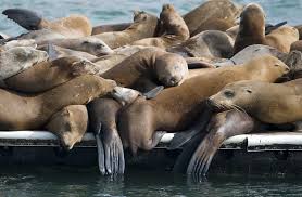 Mais, n'ayant pas été vu depuis 1952, il est considéré comme éteint. Quelles Differences Entre L Otarie Et Le Phoque Instinct Animal