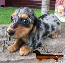 Black And Brown Dachshund Long Hair Pin On Dapples By Elegant Dachshunds