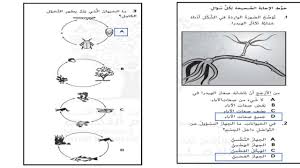 حل اسئلة الكتاب مراجعة الصف الرابع مادة العلوم المتكاملة