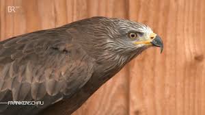 Downloade dieses freie bild zum thema milan vogel raubvogel aus pixabays umfangreicher sammlung an public domain bildern und videos. Br Franken Milan Bussard Und Co Auffangstation Fur Greifvogel Facebook