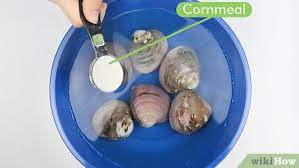 How To Clean Clams: 7 Steps (With Pictures) - Wikihow