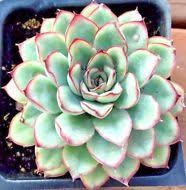 Echeveria Pink Tips Korean Succulent Plant Comes In A 4 Pot Succulents Echeveria Planting Succulents