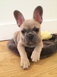Brindle, cream, fawn and white. Images Of Newborn Lilac French Bulldogs 25 Best Ideas About Fawn French Bulldog On Pinterest Fr Fawn French Bulldog French Bulldog Puppies Bulldog Puppies