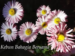 Cerita dewasa tukang kebun yang menggarap memekku. Kebun Bahagia Bersama Bellis Perennis English Daisy