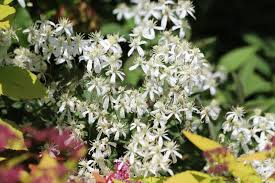 Image result for Clematis recta atropurpurea