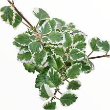 Image result for Plectranthus swynnertonii
