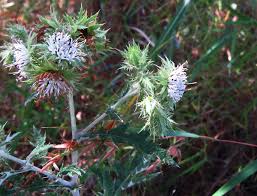 Image result for Berkheya bipinnatifida