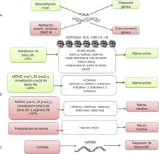 Según los datos más recientes, se calcula que 66,030 personas viven con all o están en remisión de la enfermedad. Alteraciones Epigeneticas En Leucemia Linfoblastica Aguda Sciencedirect