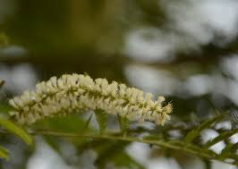 Image result for Acacia polyacantha