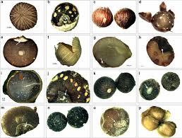 Image result for Ardisiandra sibthorpioides