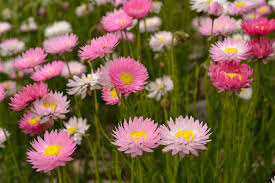 Know Your Daisies