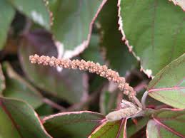 Image result for Acalypha