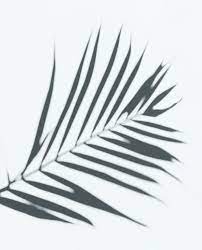 Download Premium Psd Of Shadow Of Palm Leaves On A White Wall 556135 Palm Tree Photography Leaf Photography Shadow