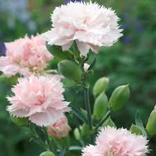 Pin On Garden Flowers