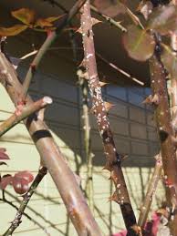 バラシロカイガラムシの駆除、バラ漬けの１年になるかも？ - 山田ガーデン