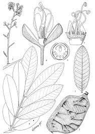 Image result for Anthonotha