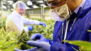 Tilray inc is engaged in pharmaceutical sector. 5 Top Stock Gainers For Tuesday Glu Mobile Tilray Thestreet