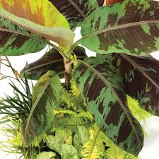 Image result for Musa acuminata