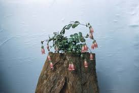 Image result for Kalanchoe manginii