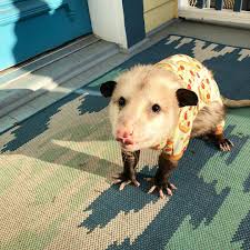 Love This Post See More Here Http Www Opossumslive Com Opossum Opossums Possum Possums Possumcore Opossumawarenessan Baby Possum Cute Animals Possum
