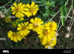 Image result for Verbesina encelioides