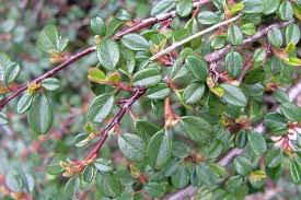 Image result for Cotoneaster microphyllus